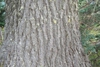 Bark