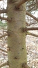 Light brown smooth bark with greenish hue of a younger tree.