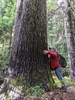 Older tree trunk