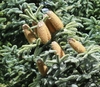 Light brown elongated cones with spikes on seeds