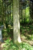 Lower section of trunk with moss & branch spikes