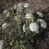 Small upright to sprawling habit with white fragrant flower ball
