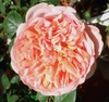 large, double pink flower