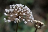 Closed white buds of flower balls