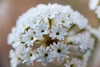 Closeup of a ball of white tubular flowers with 5 split corollas