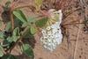 Spear shaped opposite leaves on hairy sticky stems and flower