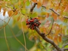 Seed pod