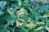 Compound elongated green leaves & twinning vine stems