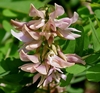 Whitish pink peas shaped flower cluster on axil of leaves