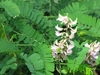 Compound elongated oval green leaves and flower cluster on axil