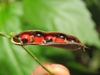 Brown seed pod with 5 shiny egg-shaped red & black seeds'