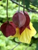Red and Yellow bell shaped flowers