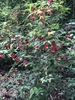flowering shrub that produces red and yellow bell shaped flowers