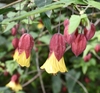 Albutilon megapotamicum flowering maple
