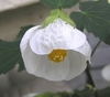 Pendulous flower with green calyx and 5 white sepals.