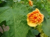 Orange flower with layered (double)  sepals