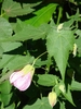 Flower with green calyx and pink sepals and trifoliate leaves