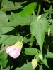 Flowers and leaves