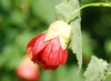 Drooping flower with green calyx and red sepals.