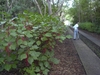 Medium mounding habit