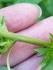 Green stem with short hairs