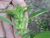 Tiny oval seeds on hairy, and palmately lobed (10-15) bracts