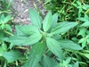 Lanceolate green leaves with serrated margins & alternate.