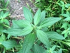 Leaves