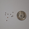 Tiny brown shiny seeds