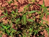 Multi stemmed erect habit