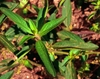 The leaves are set alternately on the stem, very narrow.