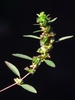 Insignificant half inch flowers with colorful bracts