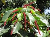 Leaves and flowers