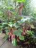 A. hispida grown in a greenhouse