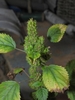 Capsules forming on short flower spikes