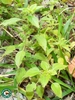 Short upright habit with spiky green bracts on green stem