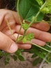 Green stem with hairs
