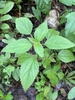 Oval serrated green leaves in alternate arrangement