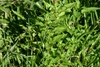 Short erect habit