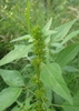 Oval green alternate leaves with serrated margin