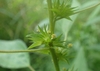 Tiny yellow flowers with large lobed bracts