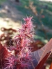 Tiny pink female flowers on a spike