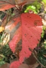 Shiny, oval to elliptic, leaves with red and purple mottling