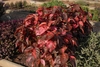 Oval coppery-bronze leaves with burgundy/bright pink specks