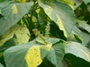 Shiny, oval to elliptic, bronze green leaves.