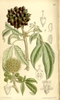 leaves and flowers