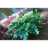 Deeply-lobed, soft-spiny, glossy, dark green leaves