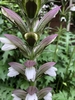 Spike of creamy white snapdragon-like flowers & purple bracts