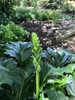 Flower and Stem