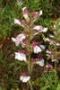 Flower spike of two lipped tubular white sepal & purple hoods